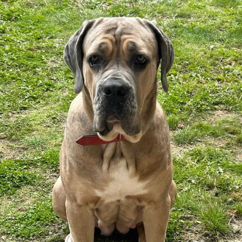 U’Sansa du Clan de Nemausus - Cane Corso FBKC