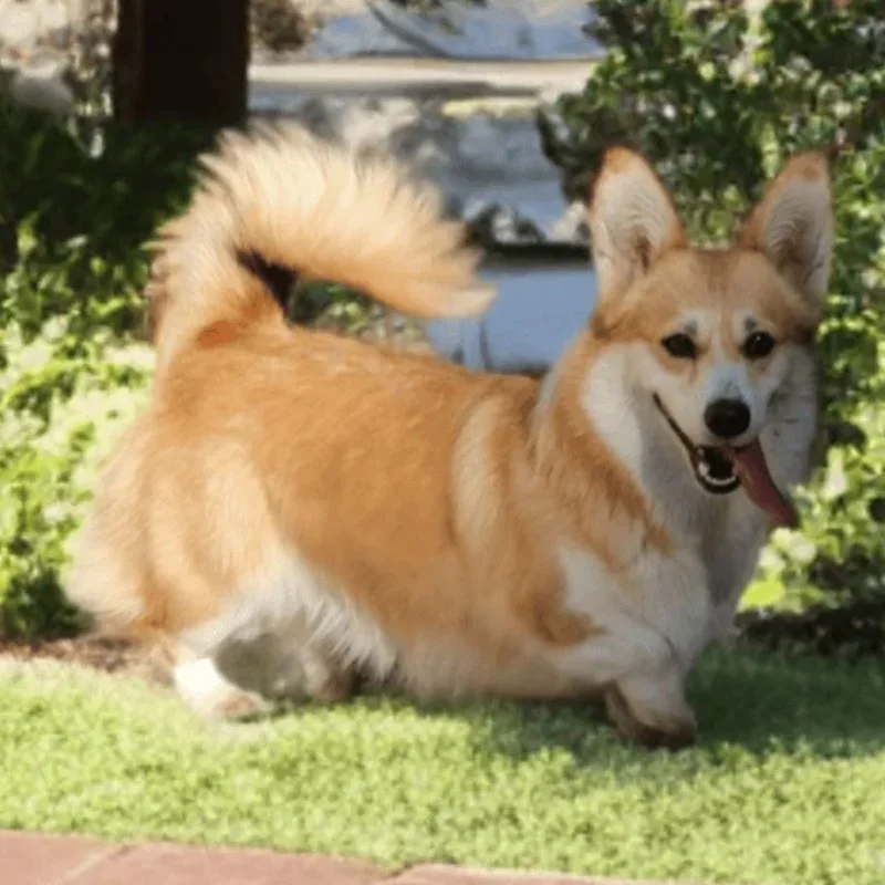 Corginette de Majestade - Welsh Corgi Pembroke FBKC