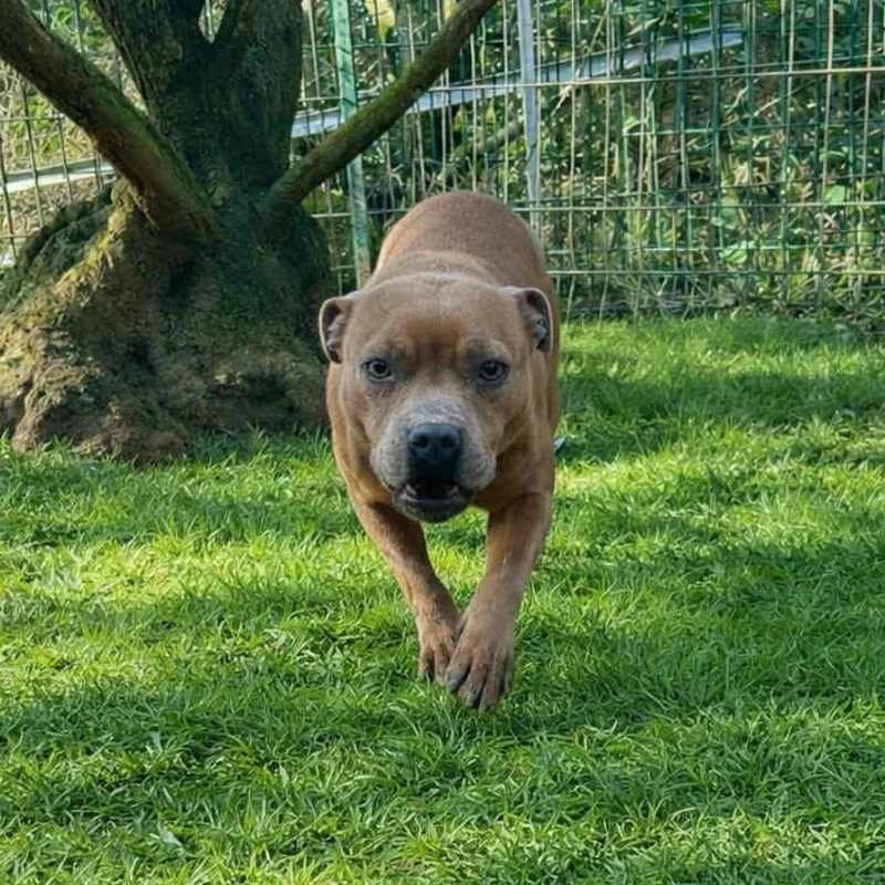 Vaika - Staffordshire Bull Terrier FBKC