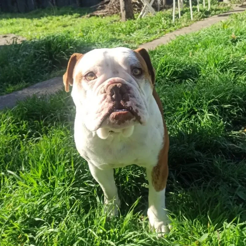 Alpine - Old English Bulldog FBKC