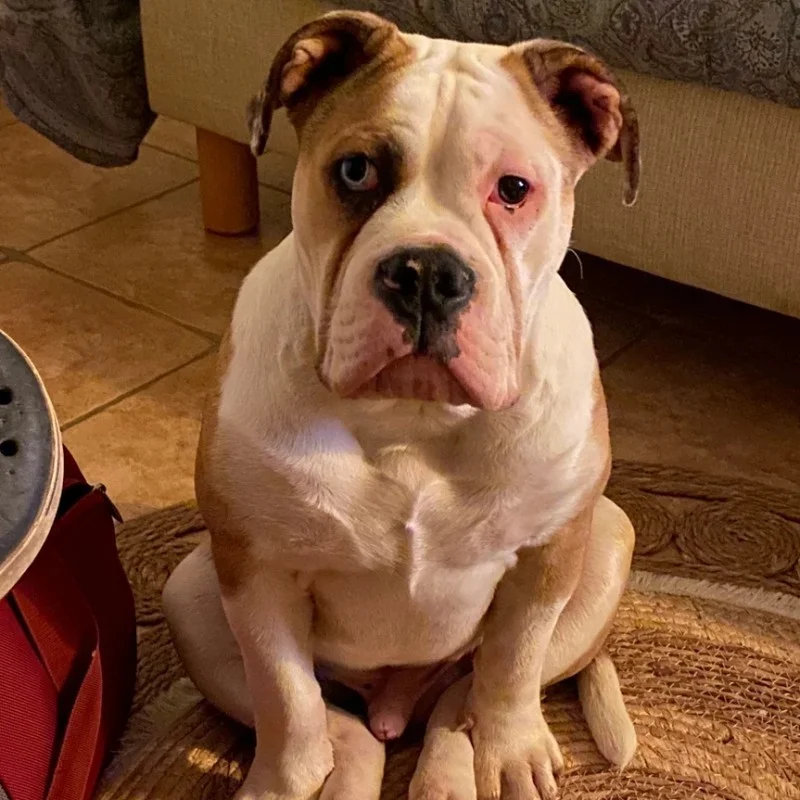 Aston Des Hydres des Mares - Old English Bulldog FBKC