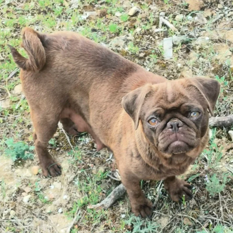 Velours des Mille et un Pug - Carlin FBKC