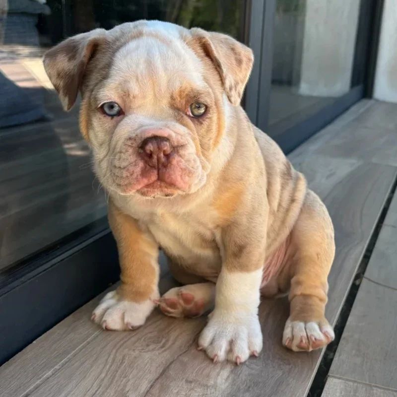 Sainte Rose du Christ Bunker - New English Bulldog FBKC