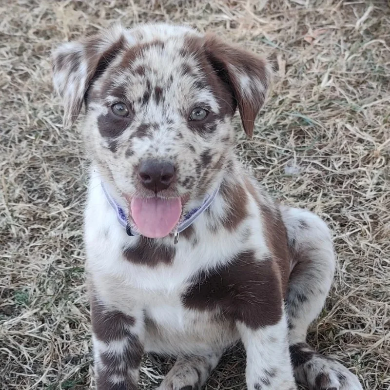 Biscotte De La Cité des Animaux - Aussiedor FBKC