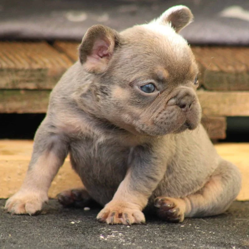 Bugatti By SCBC - Bouledogue français FBKC