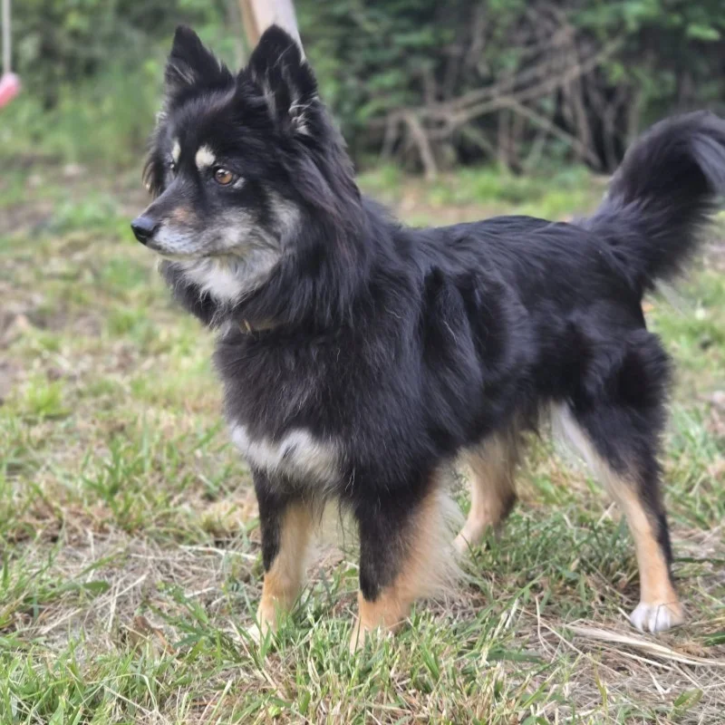 Perle du Domaine du Lys (F4) - Pomsky FBKC
